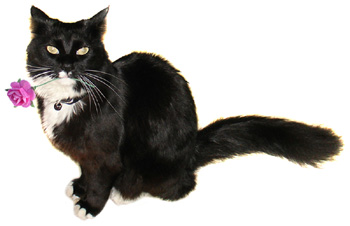 Tuxedo Cat with Rose from www.catsclips.com