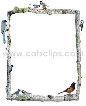 birch birds border