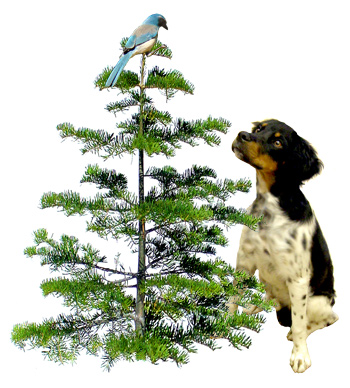 Bird Dog Tree from www.catsclips.com