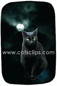 black cat moon
