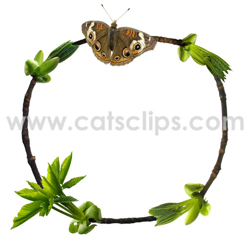 california buckeye spring twigs with butterfly