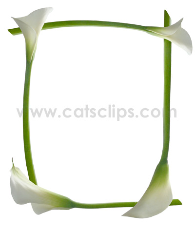 calla lily border