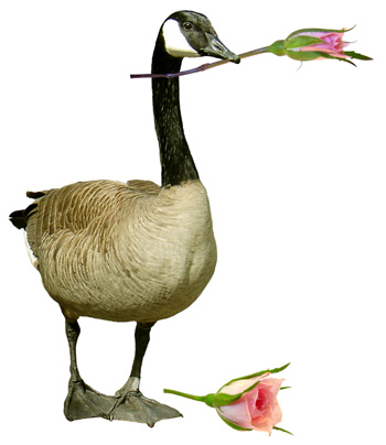 canada goose