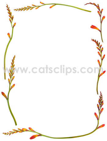 Orange Crocosmia buds in a floral border