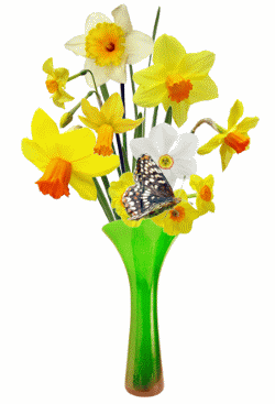 daffodils