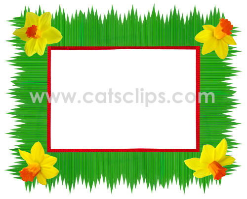 daffodil sushigrass