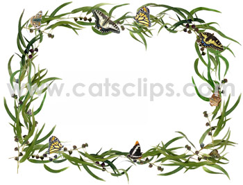 euchalyptus butterfly border