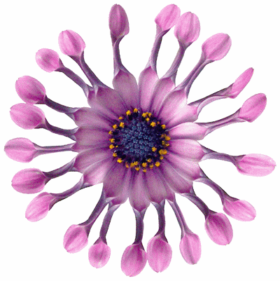 glitter flower cat