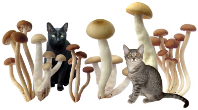 cats in mushrooms
