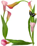 pink calla lilly