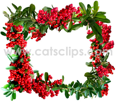 pyracantha border