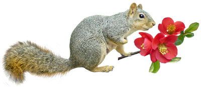 squirrel with quince flower