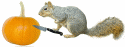 squirrel carving pumpkin