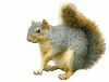 squirrel with sunflower