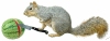 squirrel cutting watermellon
