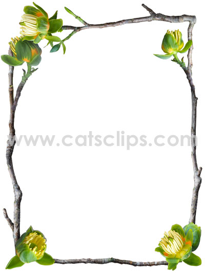 tulip tree flowers border from catscips.com