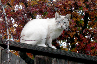 cat