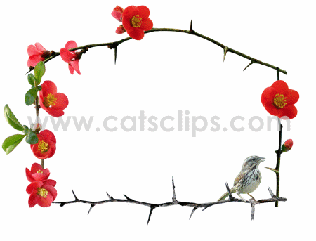 quince flowers with sparrow